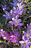 blue crocuses under the spring sun