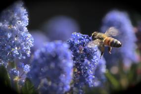 bee on blue spring flowers in blurred background