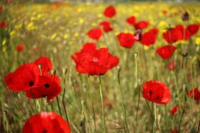 red Flowers on meadow, wild Poppies