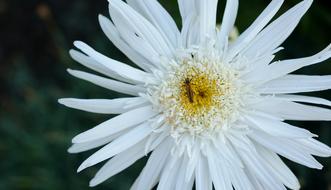 insect on white daisy close up