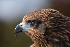 raptor with sharp beak