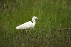 Bird Little Egret