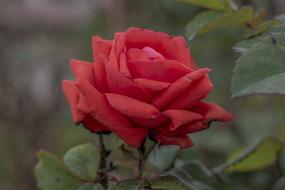 red rose in the garden on a blurred background at dusk