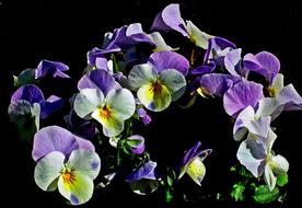 enchanting Pansies Flowers