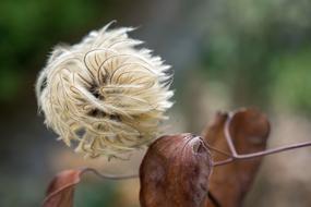 Clematis seeds at Autumn