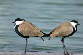 Beautiful, colorful and cute spur-winged lapwing birds, near the lake