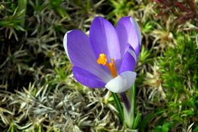 attractive Krokus Flower