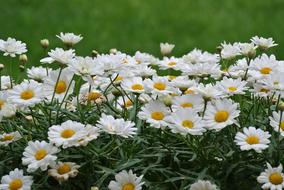 excellent Summer flowers