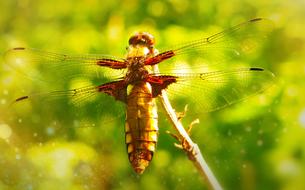 Dragonfly insect Female