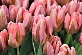 wonderful Tulip Bouquet