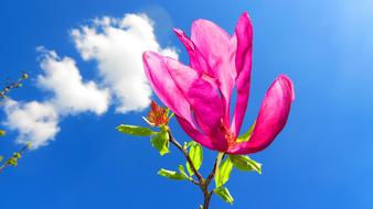 amazing Magnolia Flower and sky
