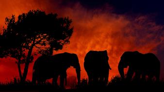 elephant family silhouette on orange sky background