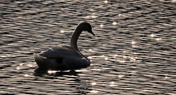 incredible Swan Water Nature