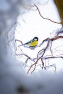 tit on a tree branch in winter