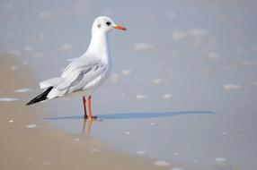 enchanting Seagull Sea