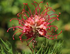 Grevillea, Red Australian wildflower close up