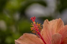 bright red pistil of pink hibiscus
