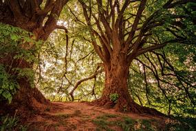 old Linden Tree at summer