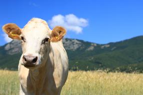 cattle on meadow in front of mountains