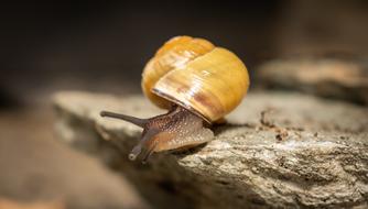 shiny brown snail on a stone