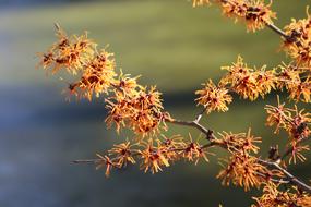Beautiful, blossoming, orange and yellow witch hazel flowers, at blurred background