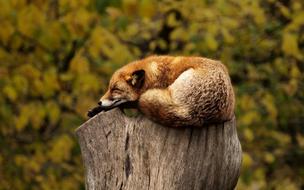 red Fox Sleeping on tree stump