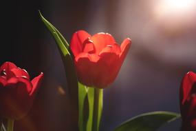 red tulips on a blurred background in the garden