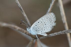 Beautiful and colorful, patterned butterfly on the branch at blurred background