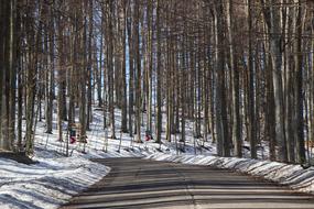 Winter Forest road