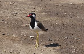 Bird Red-Wattled Lapwing in the natural environment