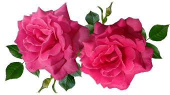 two fragrant pink roses on a white background