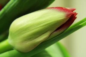 green tulip on blurred background