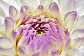 Close-up of the beautiful, white, yellow and purple dahlia flower