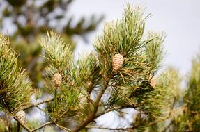 Pinus Sylvestris Tree