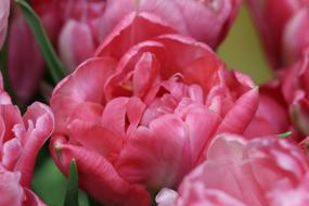 excellent Tulip Pink