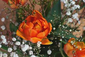 amazing Flower Tulip Orange