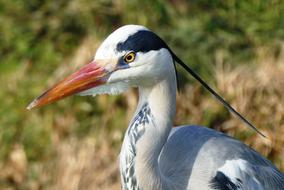 gray heron in nature on a blurred background