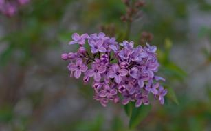 Lilac Spring Purple flower