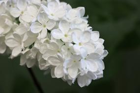 Lilac White Spring flower