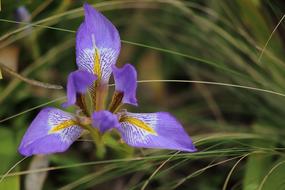 unusually beautiful Iris Flowers