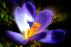 magnificent Crocus Purple Spring