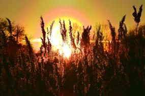 Silhouettes of the cane plants, at colorful and beautiful sunset in the sky
