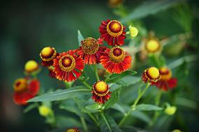 Sneeze Weed Helenium Hybrid Flowers