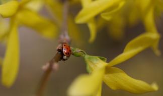 Close-up of the beautiful, shiny, red and black ladybug on the plant, with the beautiful, yellow and green flowers
