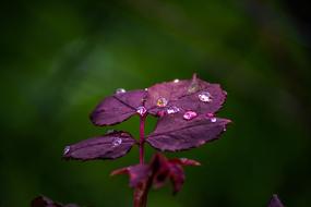 Drop Plants