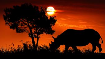 silhouette of a rhino in Africa against a background of orange sky