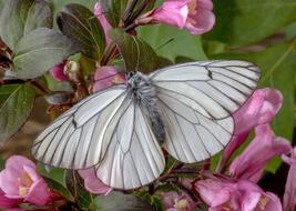 Butterfly Black-Veined