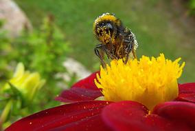 closeup view of Bee covered with pollen on Flower in Garden