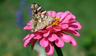 Butterfly Insect on pink flower close-up on blurred background