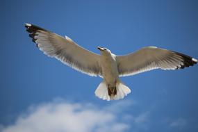 attractive Bird Fly Animal